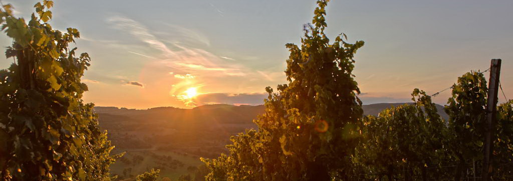 Veitshöchheim Weinberge Abendsonne